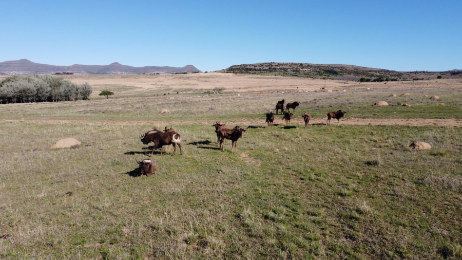 Commercial Property for Sale in Paul Roux Free State